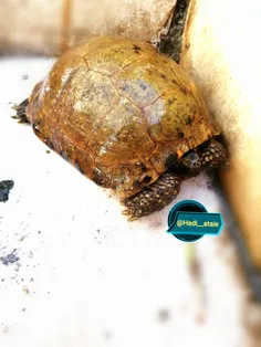 رونمایی جدید از لاکپشت های نینجا. ولی درحال حاضر خستس رفت