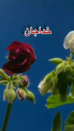 دوست دارم ای مهربان