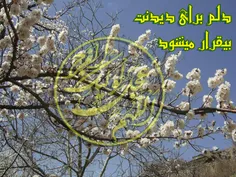 امام مهدی علیه  السلام  :