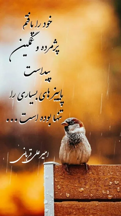 امیرعلی قربانی