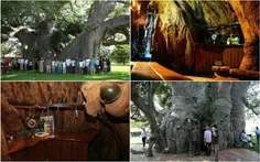 یک درخت ۶۰۰۰ ساله در آفریقای جنوبی وجود دارد که داخل آن ی