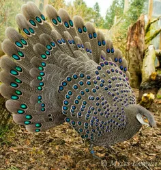 طاووس خاکستری