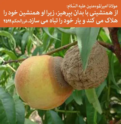 کلام اهل بیت