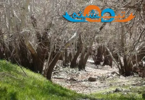 ترسناک ترین جنگل ایران درختان این جنگل شب ها جیغ میکشند h