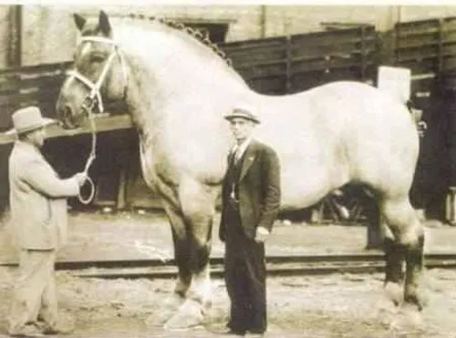 بزرگترین اسب دنیا در سال های 1928تا 1948