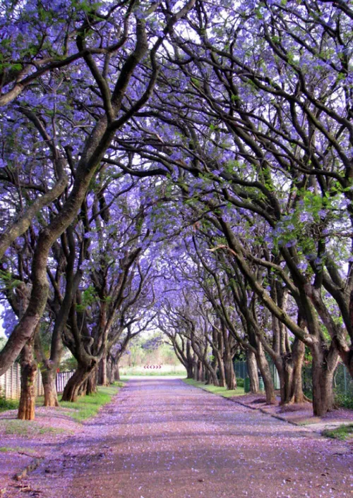 درختهای پیچ اناری در کولیلان آفریقای جنوبی