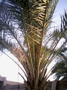 نخل.درختی به قدمت تاریخ جهان
