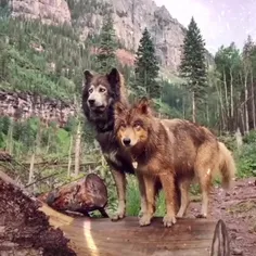 🐺🐺🐺🐺🐺🐺🐺🐺