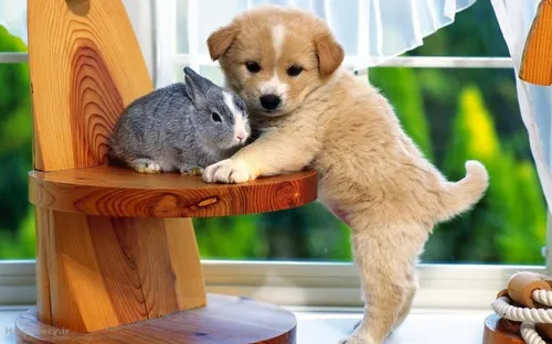 دوستی سگ و خرگوش :-)