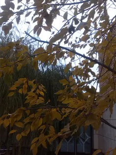 پاییز یک خانه