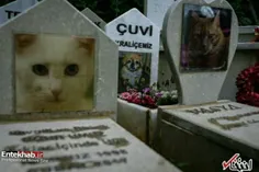 قبرستان ویژه حیوانات خانگی در ترکیه 
