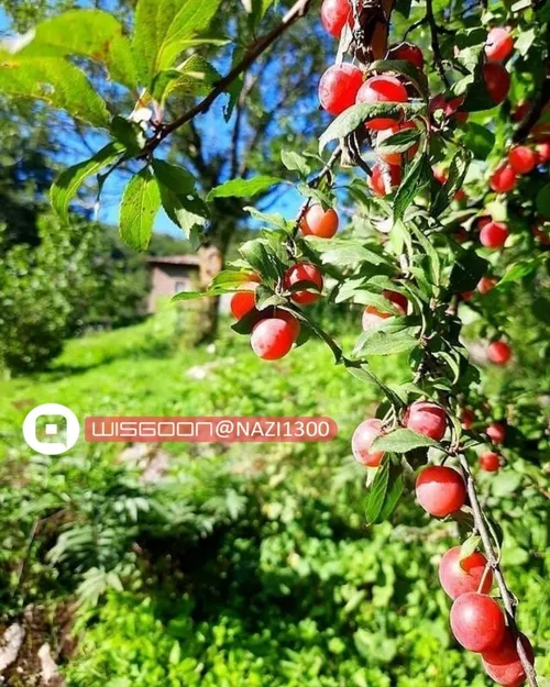 روستای زیبای ایزکی؛ رامسر؛ مازندران رویایی