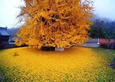 🔷 درخت جینکو یکی از زیبا ترین و قدیمی ترین گونه های گیاهی