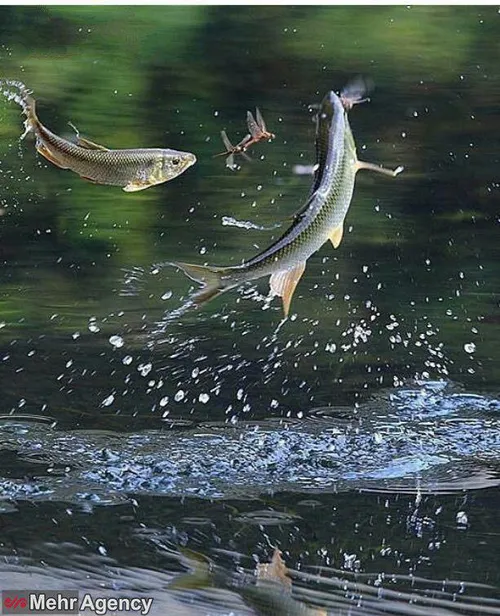 📸 شکار لحظه ها | شکار حشرات توسط ماهی