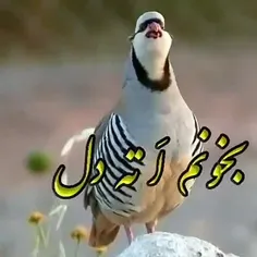 کبک...