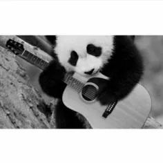 #panda🐼  