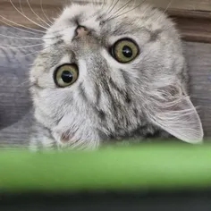 گوربای من: