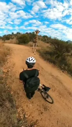 زرافه مهان نواز 🦒😄 تو آفریقای جنوبی میتونید دوچرخه سواری 