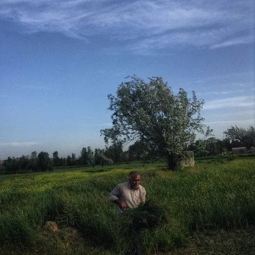 Haj Habib, 61 is a farmer from a village near Tabriz.