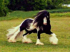 اسب زیبا.