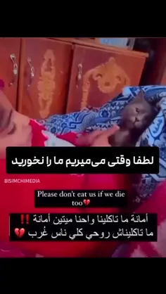 کودک فلسطینی به گربه‌اش التماس می‌کند: