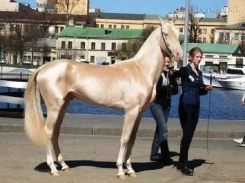 گرانترین اسب دنیا