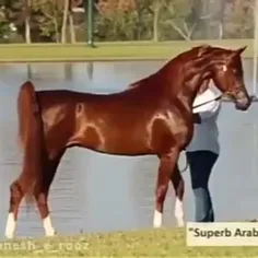 اسب عرب اصلی