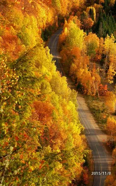 پاییز بهترین رنگ طبیعت را دارد
