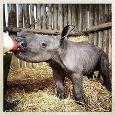 An orphaned southern white rhino on Ol Pejeta Conservancy