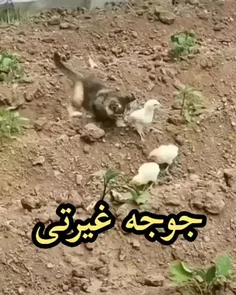 نکبت نزن پس کله جوجه 😂😂😂😂😂😂