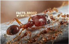 تمام مورچه‌ها کارگران سخت‌کوش نیستند. برخی مورچه‌ها مانند