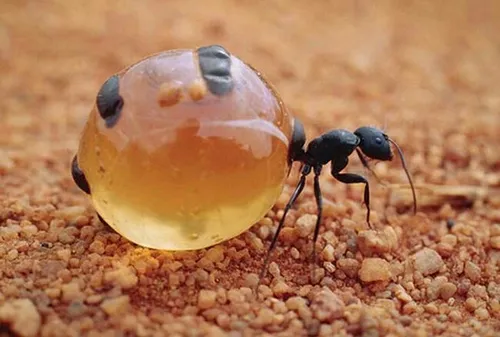مورچه عسل نوعی مورچه کارگر است که توسط مورچه های دیگر آنق