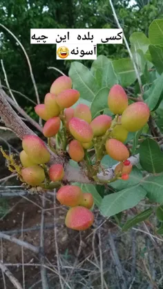 اگ گفتین چیه؟....