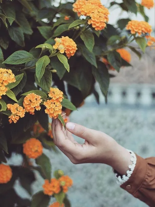 این بهار، در خانه سبز می شویم، در خانه جوانه می زنیم، در 