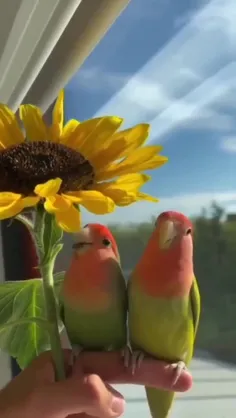 🌻🦜عشق ....