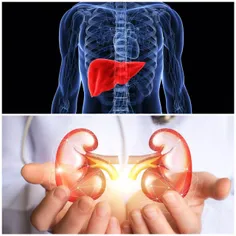 طبق تعاریف طب سنتی ؛ کبد هر جانداری مرکز غم ، و کلیه هایش