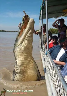 بزرگترین تمساح دنیا😮 به طول 5/5 متر