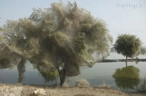 محاصره درخت توسط تار عنکبوت