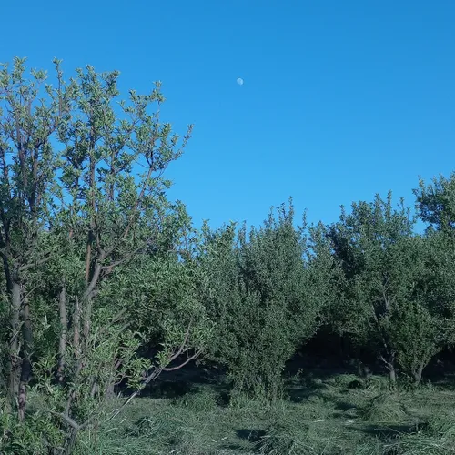 پادنای زیبا 🌼🌺🤩😍