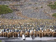 تجمع میلیون ها پنگوئن