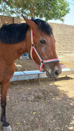 ماشالله به حنانه زیباترین اسب عربی در جهان