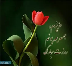 مادرم شاعر نیست