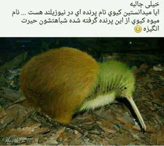 جالبه