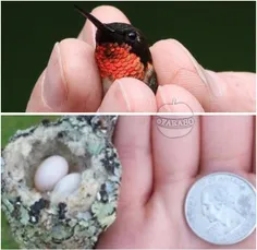 کوچکترین تخم را کدام پرنده می گذارد؟