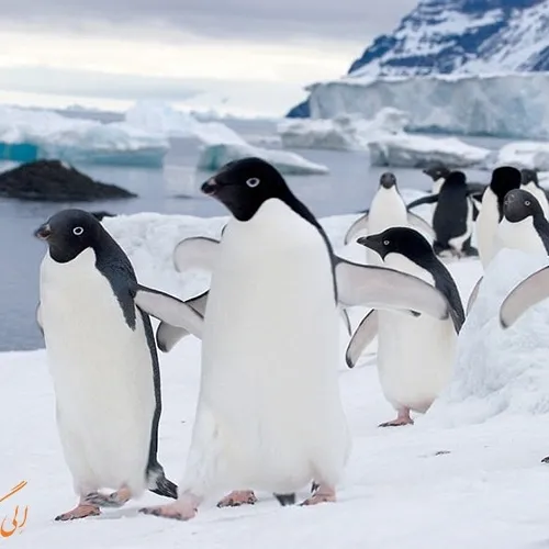پنگوئن های خوشکل