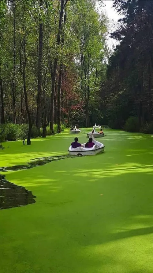 قاب بسیار زیبا از مرداب ‎پارک جنگلی سراوان در رشت😍