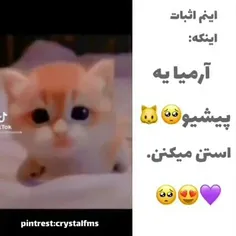 پیشی کوچولو آرمیا 😍