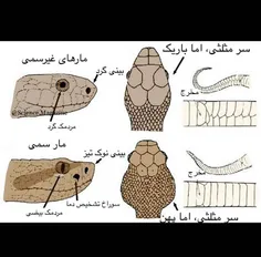 با این نشانه ها میتوان اغلب مارهای سمی را از مارهای غیر س