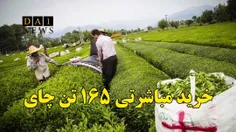 خرید تضمینی مباشرتی ۱۶۵ تن برگ سبز چای توسط شبکه تعاونی ر