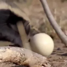 گورکن عسل (Honey badger)، همچنین به‌نام رتل (ratel)، پستا